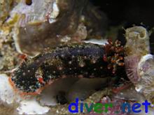 Glossodoris dalli