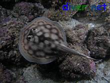 Urobatis concentricus (Reef Stingray)