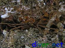 Stenorhynchus debilis (Panamic Arrow Crab)