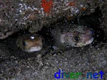 Diodon holocanthus (Long-Spine Balloonfish, Freckled Porcupinefish)