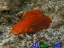 Dendrodoris fumata (Smokey Dorid)