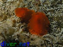 Dendrodoris fumata (Smokey Dorid)