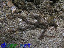 Ophiocoma alexandri (Alexander's Spiny Brittle Star)