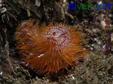 Spirobranchus giganteus (Spiral-Gilled Tube Worm)