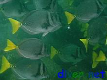 Prionurus punctatus (Yellow-tail surgeonfish)