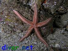 Phataria unifascialis (Tan Sea Star)