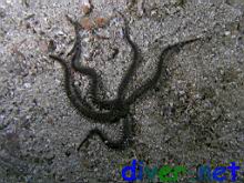 Ophiocoma aethiops (Black Spiny Brittle Star)