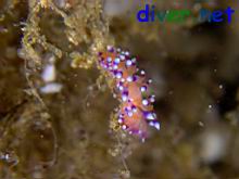 Flabellina marcusorum