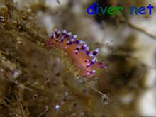 Flabellina marcusorum