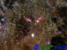 Flabellina bertschi