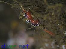 Flabellina marcusorum