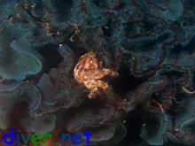 Acidops fimbriatus (Golden Hairy Crab) on Sessibugula translucens (Leafy Green Bryozoan)