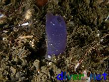 Rhopalaea sp. (Blue Tunicate)