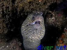 Muraena lentiginosa (Jewel Moray Eel)