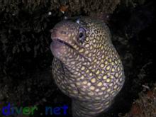 Muraena lentiginosa (Jewel Moray Eel)