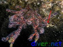 Tritonia pickensi and Ophiothela mirabilis (Brittle Stars) on Lophogorgia sp. 