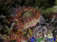 Bunodosoma californica (Warty Anemone)