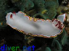 Glossodoris sedna on Sessibugula translucens (Leafy Green Bryozoan)