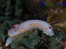 Glossodoris sedna on Sessibugula translucens (Leafy Green Bryozoan)