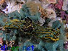 Tambja abdere on Sessibugula translucens (Leafy Green Bryozoan)