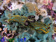 Tambja abdere on Sessibugula translucens (Leafy Green Bryozoan)