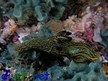 Tambja abdere on Sessibugula translucens (Leafy Green Bryozoan)