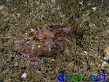 Pleurobranchus areolatus