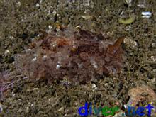 Pleurobranchus areolatus