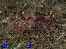 Pleurobranchus areolatus