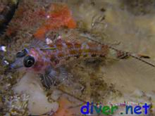 Female Enneanectes species C (Chacala Triplefin)