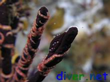 Neosimnia aequalis (Gorgonian Spindle Snail) and Ophiothela mirabilis (Brittle Stars) on a Lophogorgia sp. (Gorgonian)