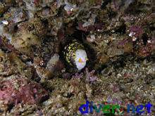 Echidna nebulosa (Snowflake Moray)