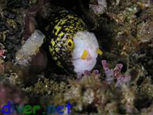 Echidna nebulosa (Snowflake Moray)