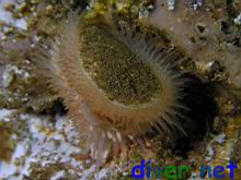 Limaria pacifica (Swimming file shell) with commensal crab inside