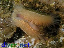 Limaria pacifica (Swimming file shell) with commensal crab inside