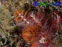 Spirobranchus giganteus (Spiral-gilled Tube Worm, Christmas Tree Worm)