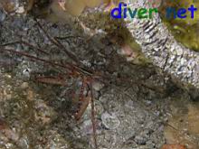 Stenorhynchus debilis (Panamic Arrow Crab)