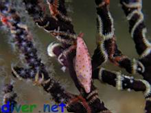 Neosimnia aequalis (Gorgonian Spindle Snail) and Ophiothela mirabilis (Brittle Stars) on a Lophogorgia sp. (Gorgonian)