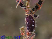 Neosimnia aequalis (Gorgonian Spindle Snail) and Ophiothela mirabilis (Brittle Stars) on a Lophogorgia sp. (Gorgonian)