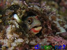 Acanthemblemaria macrospilus (Barnacle Blenny)