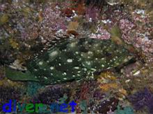 Epinephelus labriformis (Flag Cabrilla)