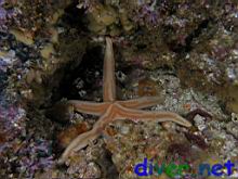 Phataria unifascialis (Tan Sea Star)