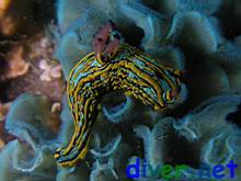 Tambja eliora on Sessibugula translucens (Leafy Green Bryozoan)