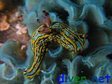 Tambja eliora on Sessibugula translucens (Leafy Green Bryozoan)