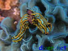 Tambja eliora on Sessibugula translucens (Leafy Green Bryozoan)