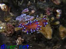 Flabellina marcusorum