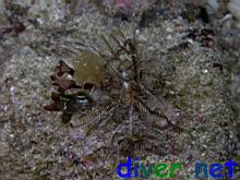 Podochela sp. (Decorator Crab)