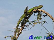 Iguana iguana (Green Iguana)