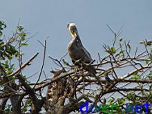 Pelecanus occidentalis californicus (Brown Pelican) in a tree on Los Archos
