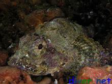 Scorpaena mystes (Stone scorpionfish)